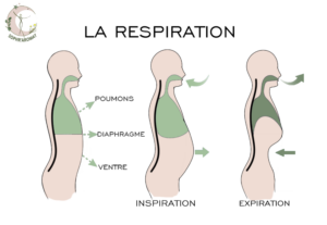 respiration abdominale ou diaphragmatique est une des meilleures méthodes pour lutter efficacement contre stress.