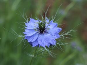 L'huile de Nigelle véritable élixir. Elle est obtenue par pression à froid des graines de Nigella sativa que l'on trouve sur la fleur