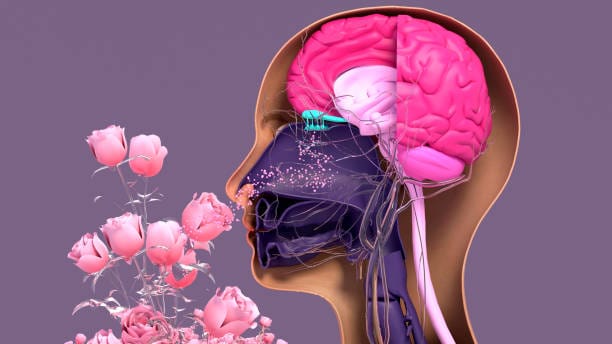 Le nerf olfactif est relié au cerveau limbique (le siège de vos émotions)