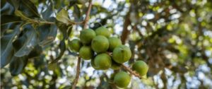 Les noix de macadamia se distinguent par leur goût délicat, rappelant celui de la noix de coco.