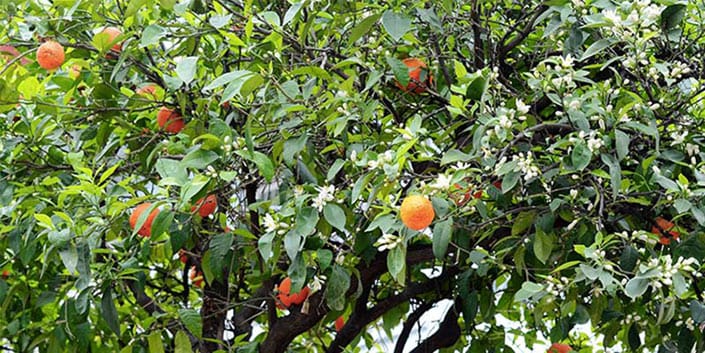 L'Huile Essentielle de Petit Grain Bigarade (Citrus aurantium var. amara) : contre stress émotionnel