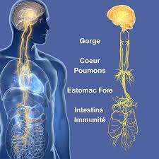 Le diaphragme : acteur majeur du système nerveux autonome