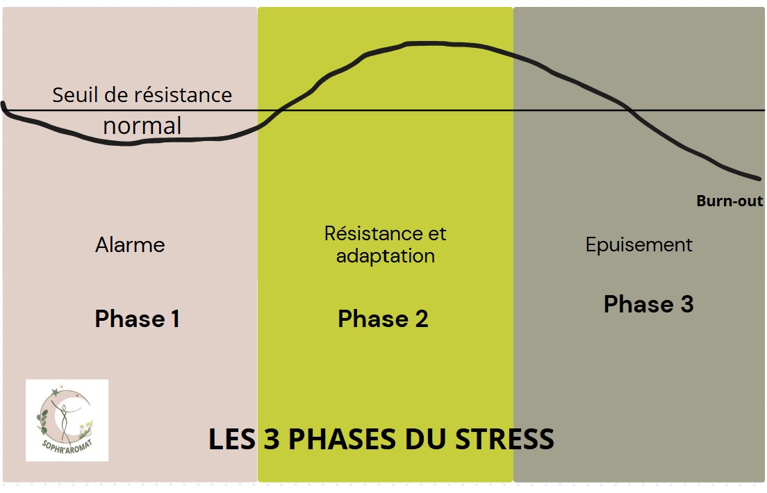 Les trois phases du stress : alarme, résistance, épuisement